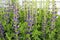 Blooming stalks of False Blue Indigo in a garden