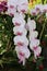 Blooming Stalks of Light Pink Phalaenopsis Orchid Flowers
