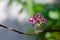 Blooming star fruit flowers on tree branch with clear background