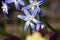 Blooming star hyacinths (Scilla sect. Chionodoxa) on a sunny spring day in a spring border close-up