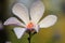 Blooming Star Magnolia flowers - Magnolia stellata - in spring season in a botanical garden