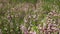 Blooming steppe almonds in the wind. Beautiful pink flowers. Slow motion