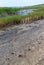 Blooming steppe coastal vegetation and cracked clay near coastal puddles on the bank of the Tiligul Estuary