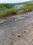 Blooming steppe coastal vegetation and cracked clay near coastal puddles on the bank of the Tiligul Estuary