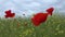 Blooming steppe, corn poppy, corn rose, flowers Papaver rhoeas, Ukraine