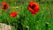 Blooming steppe, corn poppy, corn rose, flowers Papaver rhoeas, Ukraine