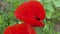 Blooming Steppe, Insects on a red poppy flower Papaver rhoeas, Ukraine