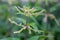 Blooming stinging nettle