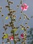 Blooming stockrose in backlight