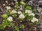 Blooming Stonecrop Sedum oppositifolium on rocks with small white flowers macro, selective focus, shallow DOF