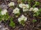 Blooming Stonecrop Sedum oppositifolium on rocks with small white flowers macro, selective focus, shallow DOF