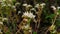 Blooming Stonecrop Sedum oppositifolium on rocks with small white flowers macro, selective focus, shallow DOF