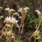 Blooming Stonecrop Sedum oppositifolium small white flowers macro with bokeh background, selective focus, shallow DOF