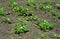 Blooming strawberries in the garden. Strawberries field in spring.