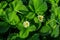 Blooming strawberry bush Latin: Fragaria in the morning dew, close-up. Flowering of strawberry bushes in the garden