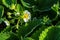 Blooming strawberry bush Latin: Fragaria after rain, close-up. Flowering of strawberry bushes in the garden