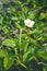 Blooming strawberry in the garden