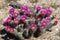 Blooming Strawberry Hedgehog Cactus (Echinocereus engelmannii) i