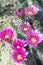 Blooming Strawberry Hedgehog Cactus (Echinocereus engelmannii) i