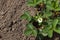 Blooming strawberry seedlings in the garden. Strawberry seedling