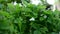 Blooming strawberry in summer with green leaves and white flowers. Slider shot