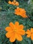 The blooming sulfur kenikir ornamental plant is taken from the top cornerï¿¼