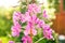 Blooming summer fireweed