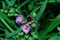 A blooming summer garden. Bumblebee Latin: Bombus pollinates purple flowers Tradescantia Latin: Tradescantia occidentalis