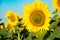 Blooming sunflower on agricultural background. Isolated focus. C