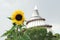 Blooming sunflower. In the background the millennium tower