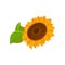 Blooming sunflower cartoon vector Illustration