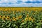 Blooming sunflower field high angle view