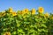 Blooming sunflower field scene