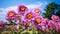 Blooming Sunflower Fields With Purple And Pink Varieties