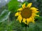 Blooming sunflower on green background. Isolated focus. Close-up