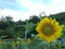 The Blooming Sunflower in Midsummer