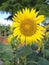 The Blooming Sunflower in Midsummer