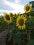 The Blooming Sunflower in Midsummer