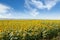 Blooming sunflower plantation