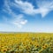 Blooming sunflower plantation