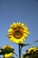 Blooming sunflower is pollinating by honey bees