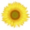 Blooming Sunflower in realistic style