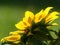 Blooming Sunflower seen from behind with sunlight illuminating its yellow petals