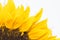 Blooming sunflower on white background