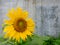 blooming sunflower with yellow petals, green leaves with bee perching on flower petals in garden