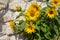 Blooming sunflowers against the background of a limestone wall.