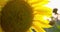 Blooming sunflowers agricultural field in the countryside and green tree, yellow sunflower closeup view