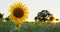 Blooming sunflowers agricultural field in the countryside and green tree, yellow sunflower closeup view