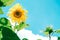 Blooming sunflowers on a background blue sky with clouds. Copy, empty space for text