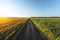 Blooming sunflowers and a cornfield are separated by a dirt road. Large agricultural fields of sunflowers and corn